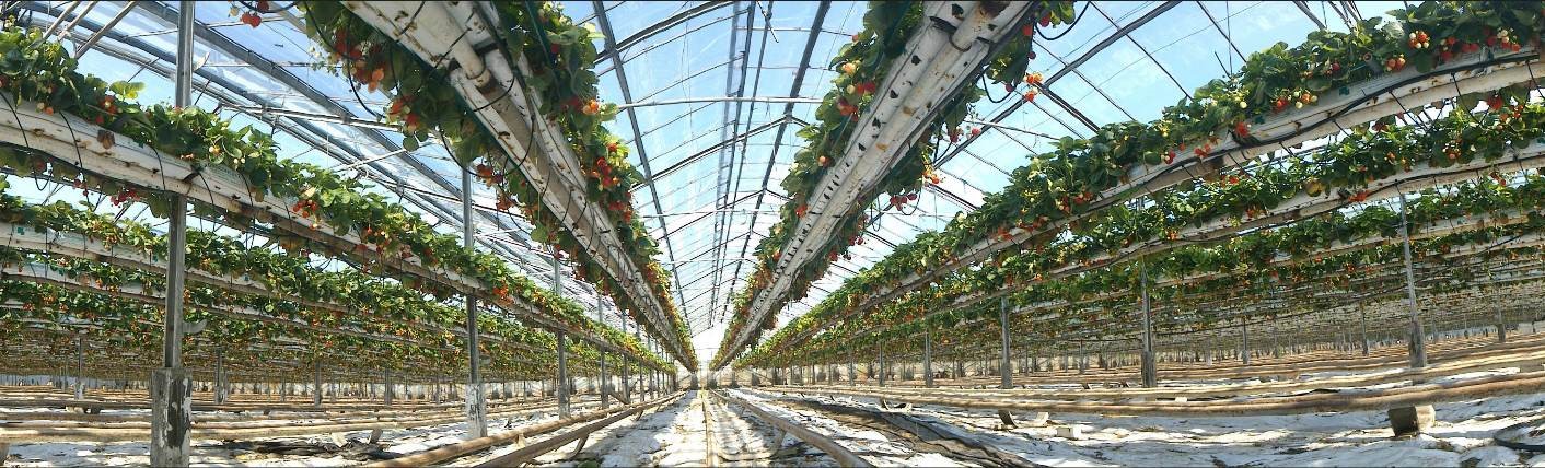 Tillverkare jordgubbar TOP-PLANT Tillverkare jordgubbar TOP-PLANT
